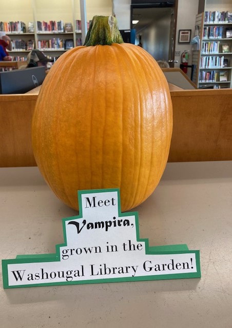 a pumpkin that was grown in the Washougal Library Garden